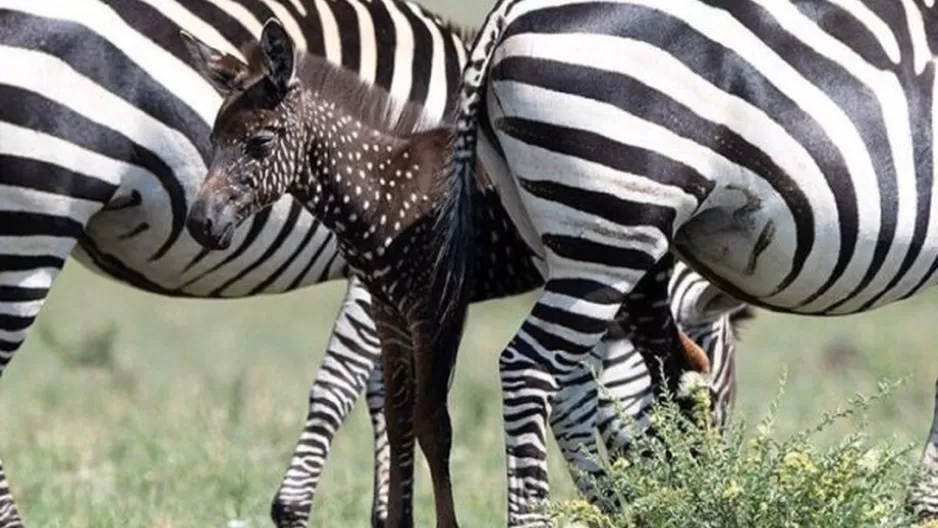 Kenia: captan a cebra bebé que tiene puntos en lugar de rayas. Foto: @witosafaris