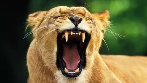 Hecho pone en alerta sobre el aumento de conflictos entre humanos y fauna salvaje. Foto: iStock