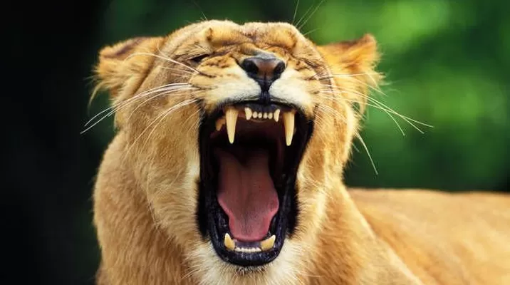 Hecho pone en alerta sobre el aumento de conflictos entre humanos y fauna salvaje. Foto: iStock Hecho pone en alerta sobre el aumento de conflictos entre humanos y fauna salvaje. Foto: iStock
