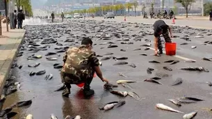 Vientos huracanados hicieron que los peces de una piscigranja de la localidad salieran volando. (Foto: Captura/Video: Canal N)