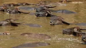 Unos 400 b&uacute;falos se ahogaron misteriosamente en un r&iacute;o de Namibia. (Foto: EFE)