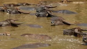 Unos 400 b&uacute;falos se ahogaron misteriosamente en un r&iacute;o de Namibia. (Foto: EFE)