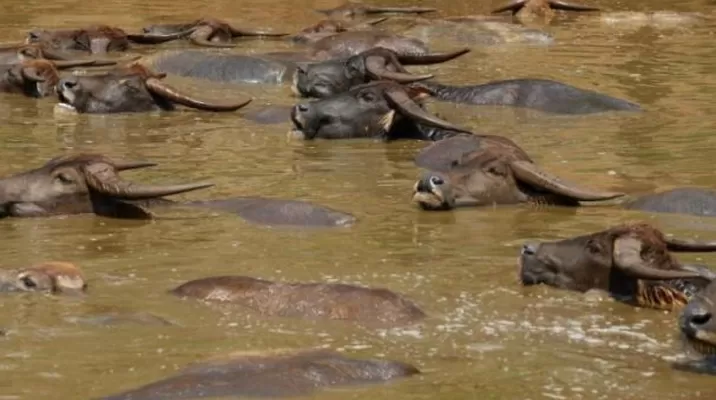 Unos 400 búfalos se ahogaron misteriosamente en un río de Namibia. (Foto: EFE) Unos 400 búfalos se ahogaron misteriosamente en un río de Namibia. (Foto: EFE)