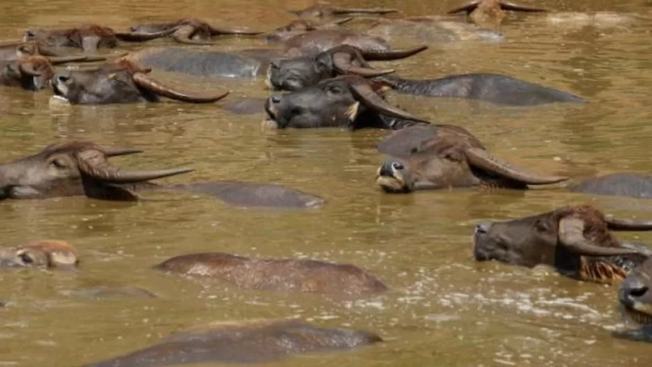 Unos 400 b&uacute;falos se ahogaron misteriosamente en un r&iacute;o de Namibia. (Foto: EFE)