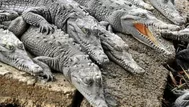 México: 124 cocodrilos mueren aplastados al ser transportados en un camión