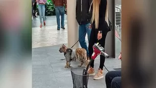 Mujer pasea tigre en centro comercial de México. Foto: Monitor Expresso