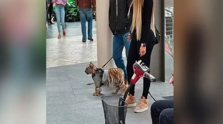 Mujer pasea tigre en centro comercial de México. Foto: Monitor Expresso Mujer pasea tigre en centro comercial de México. Foto: Monitor Expresso