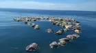 México: hallan muertas a 300 tortugas marinas en peligro de extinción