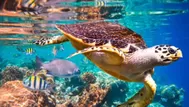 Un millón de especies están en peligro de extinción y el ritmo se acelera