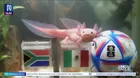 Mundial 2026: Paco, el ajolote, se perfila como nuevo oráculo