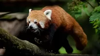 El panda rojo es una especie en peligro de extinción / Foto: AFP