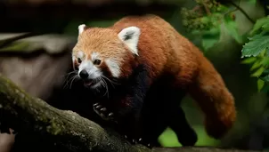 El panda rojo es una especie en peligro de extinción / Foto: AFP