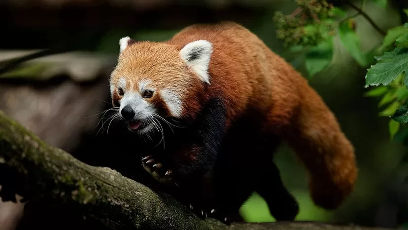 Nacen dos pandas rojos en parque de animales en Francia