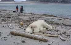 Noruega: Trabajador de crucero mató a oso polar porque atacó a turistas en su hábitat - Noticias de oso