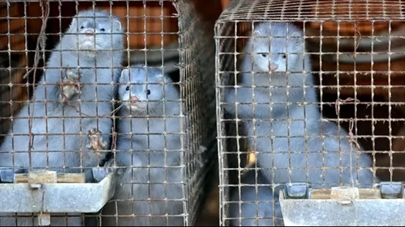 OMS: Infectados con coronavirus por visones serían primeros casos conocidos de contagio por animales. Foto: Telefé