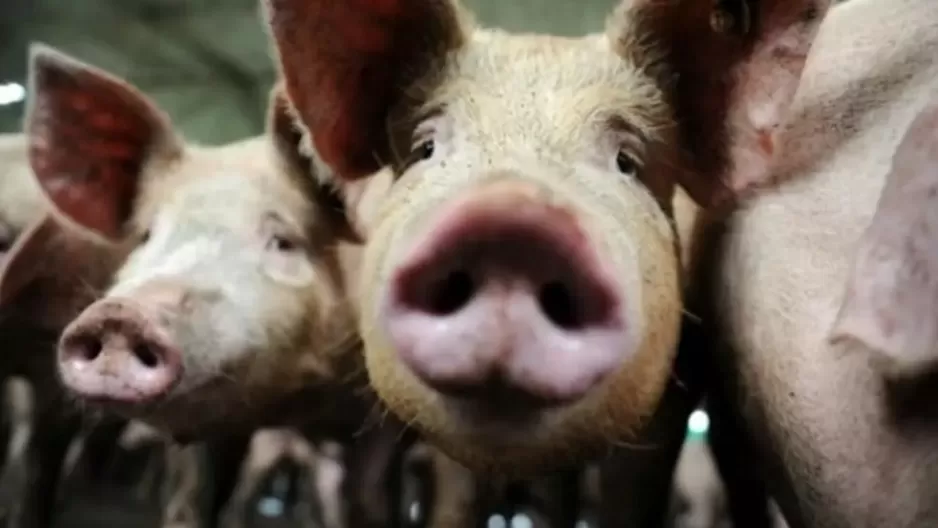 OMS: Información sobre gripe porcina con potencial pandémico no debe confundirse con un nuevo patógeno. Foto: AFP