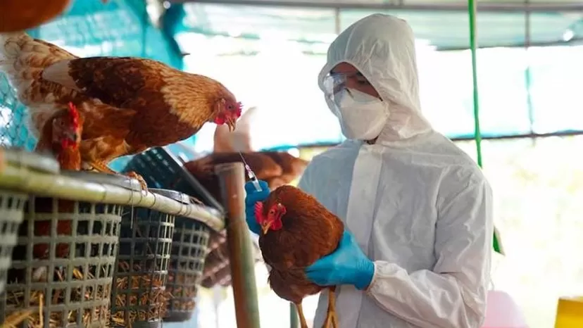 La OMS se rectifica sobre presunta muerte por gripe aviar en México