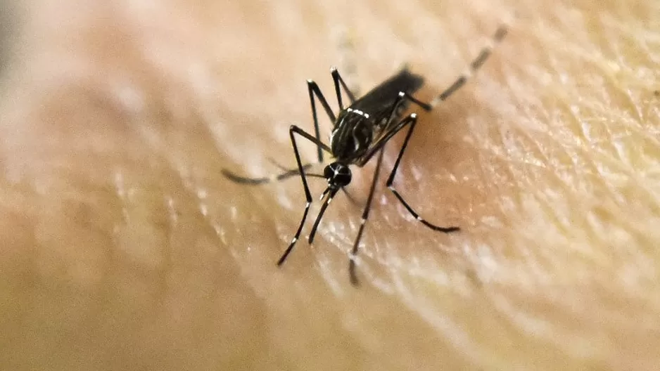 Mosquito aedes aegypti (Vía: AFP)