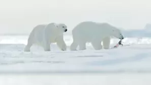 Osos polares se ven obligados a comer plástico por el cambio climático. Foto: Shutterstock/referencial