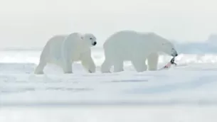 Osos polares se ven obligados a comer plástico por el cambio climático. Foto: Shutterstock/referencial