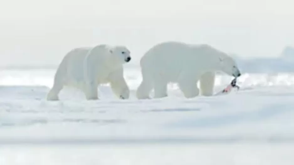 Osos polares se ven obligados a comer plástico por el cambio climático. Foto: Shutterstock/referencial