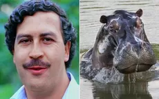 Pablo Escobar: Expertos definirán el futuro de los hipopótamos del narcotraficante - Noticias de debanhi-escobar