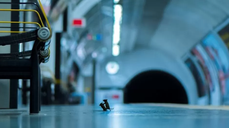 Dos ratones peleando por comida en Metro de Londres es elegida mejor fotografía de vida silvestre. Foto: EFE