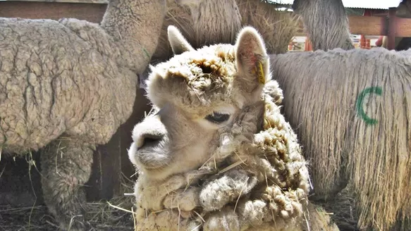 El Perú tiene más alpacas que cualquier otro país del mundo. Foto: Andina