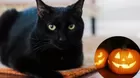 Prohíben adopción de gatos negros en Halloween