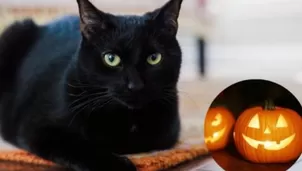  Prohíben adopción de gatos negros en Halloween / Canal N / Instagram