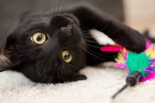 Halloween no debe ser una pesadilla para los gatos negros / Instagram Halloween no debe ser una pesadilla para los gatos negros / Instagram