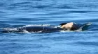 El raro caso de una orca que cargó a su cría muerta durante 17 días