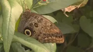 Reino Unido: Organización benéfica realiza censo de mariposas tras su disminución a causa del cambio climático