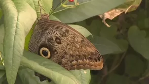 La casa de las mariposas del zoológico de Londres está llena de hermosos ejemplares. / Video: Canal N