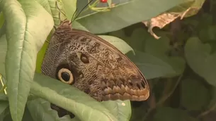 La casa de las mariposas del zoológico de Londres está llena de hermosos ejemplares. / Video: Canal N