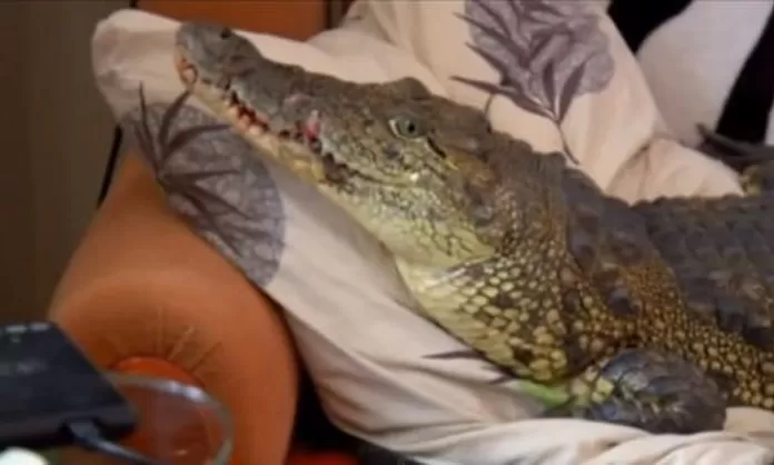 Rusia: Hombre cría un cocodrilo como mascota desde hace 4 años - América  Noticias