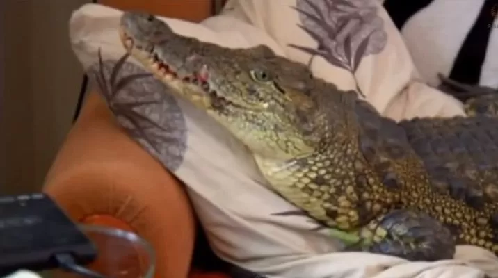 Rusia: Hombre cría un cocodrilo como mascota desde hace 4 años Rusia: Hombre cría un cocodrilo como mascota desde hace 4 años
