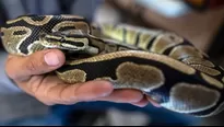 Serpiente pitón muerde en los genitales a un hombre que estaba sentado en el inodoro. Foto referencial: AFP