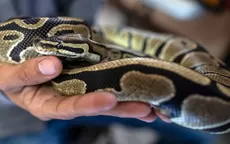 Serpiente pitón muerde en los genitales a un hombre que estaba sentado en el inodoro - Noticias de serpiente