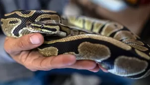 Serpiente pitón muerde en los genitales a un hombre que estaba sentado en el inodoro. Foto referencial: AFP