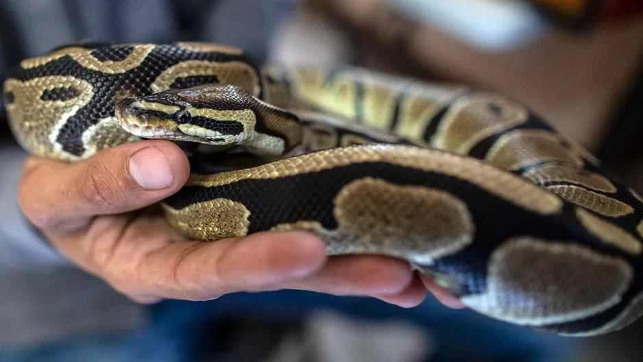 Serpiente pitón muerde en los genitales a un hombre que estaba sentado en el inodoro. Foto referencial: AFP