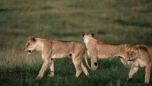 En Sudáfrica un hombre fue aplastado por un elefante cuando trataba de cazar furtivamente a un rinoceronte, y una manada de leones devoró después su cadáver. Foto: AFP