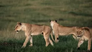 En Sudáfrica un hombre fue aplastado por un elefante cuando trataba de cazar furtivamente a un rinoceronte, y una manada de leones devoró después su cadáver. Foto: AFP