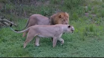 Armados con un fusil y un hacha, los cazadores entraron en la reserva de Sibuya. (Foto: Sibuya Game Reserve)