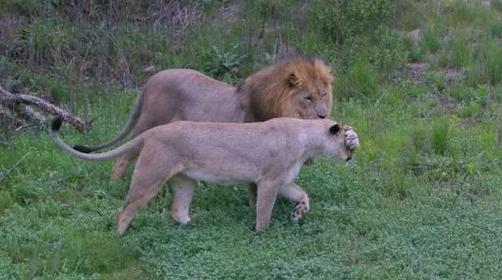Armados con un fusil y un hacha, los cazadores entraron en la reserva de Sibuya. (Foto: Sibuya Game Reserve) Armados con un fusil y un hacha, los cazadores entraron en la reserva de Sibuya. (Foto: Sibuya Game Reserve)