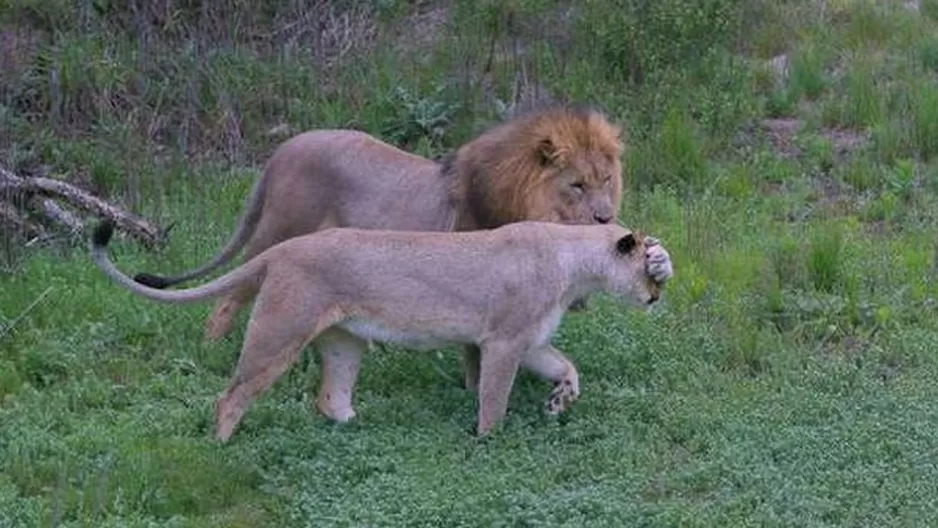 Armados con un fusil y un hacha, los cazadores entraron en la reserva de Sibuya. (Foto: Sibuya Game Reserve)