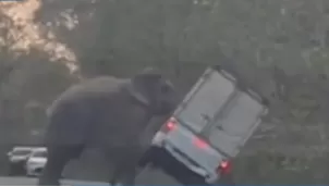 El video muestra el momento en que el elefante se acerca