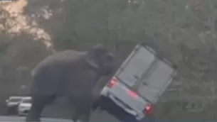 El video muestra el momento en que el elefante se acerca