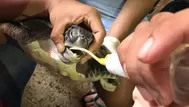 Tailandia: tortuga protegida es la nueva víctima del plástico