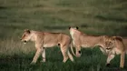 Tanzania: nueve leones mueren envenenados en el famoso parque de Serengeti